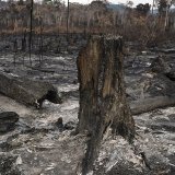 Les forêts d'Amazonie sont parfois déboisées à coups d'incendies, plus rapides, et encore plus dangereux, que les coupes rases (Photo prétexte).